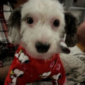 Meet your Posher, Angelica